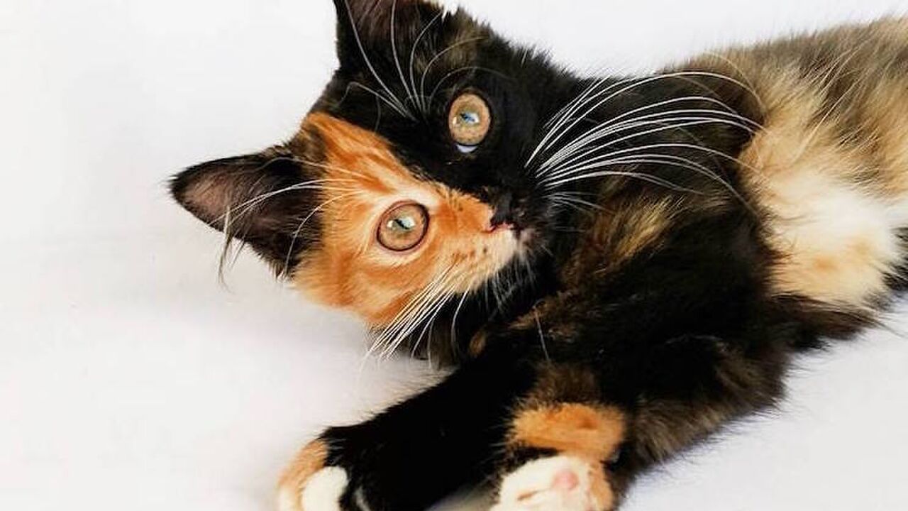Illustratie voor: Wij stellen je voor aan Yana: de kat met twee gezichten