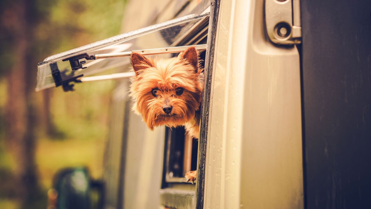 Illustratie voor: Deze honden hebben een toffere baan dan jij