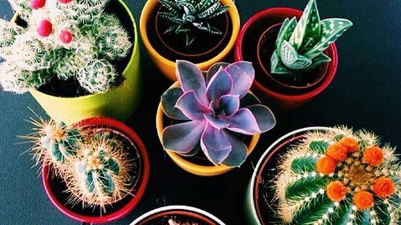 Illustratie voor: Cactusfan? Zo blijven ze voortaan wel leven!