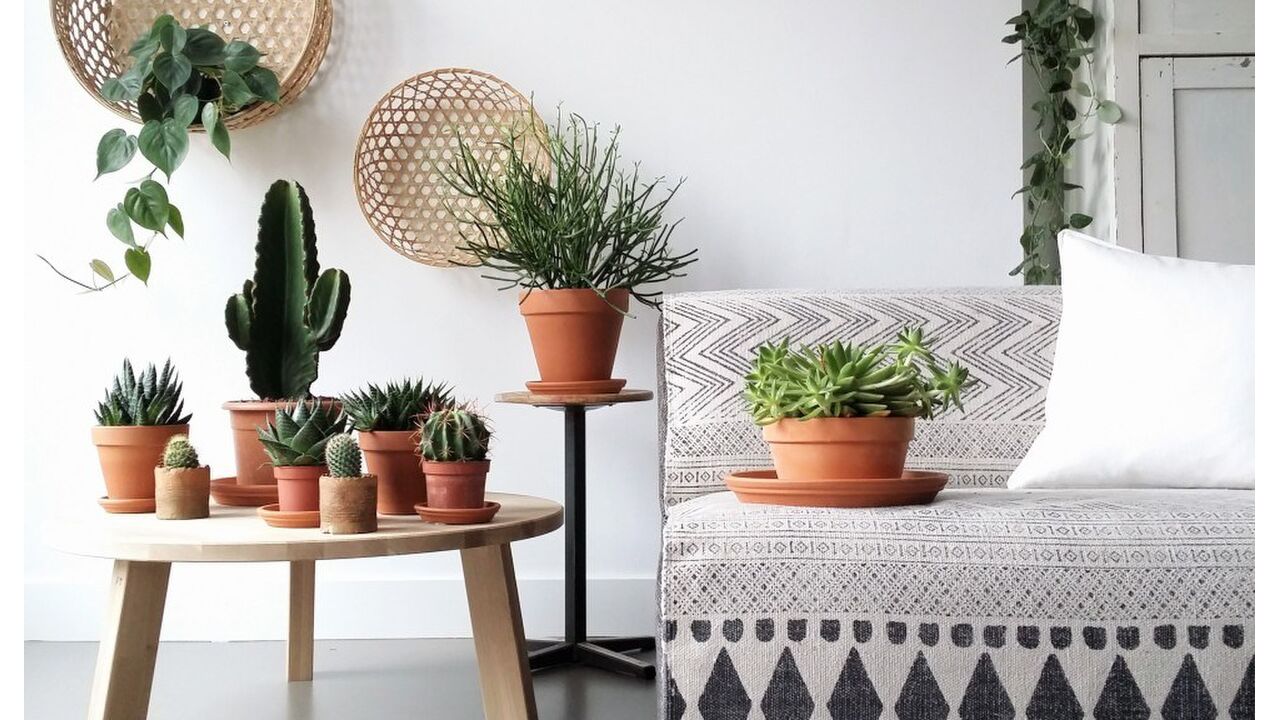 Illustratie voor: Waarom iedereen planten in huis moet hebben