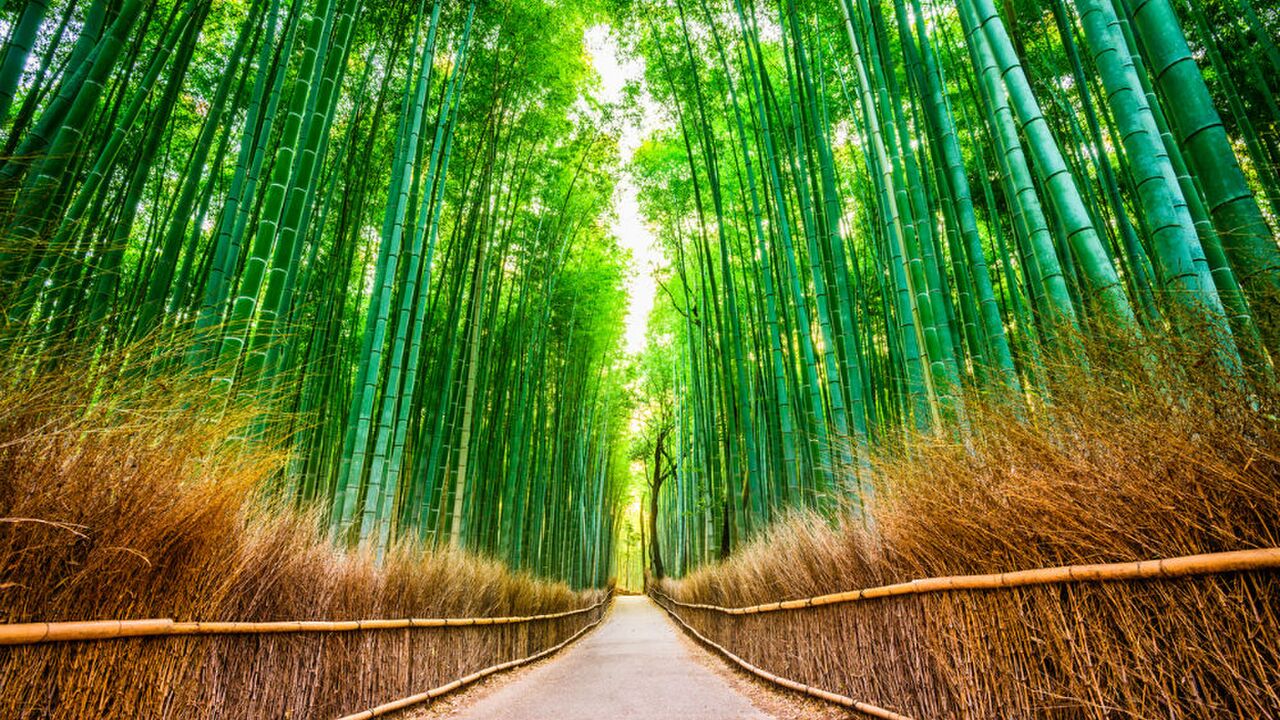 Illustratie voor: Dit bamboebos in Japan is sprookjesachtig mooi