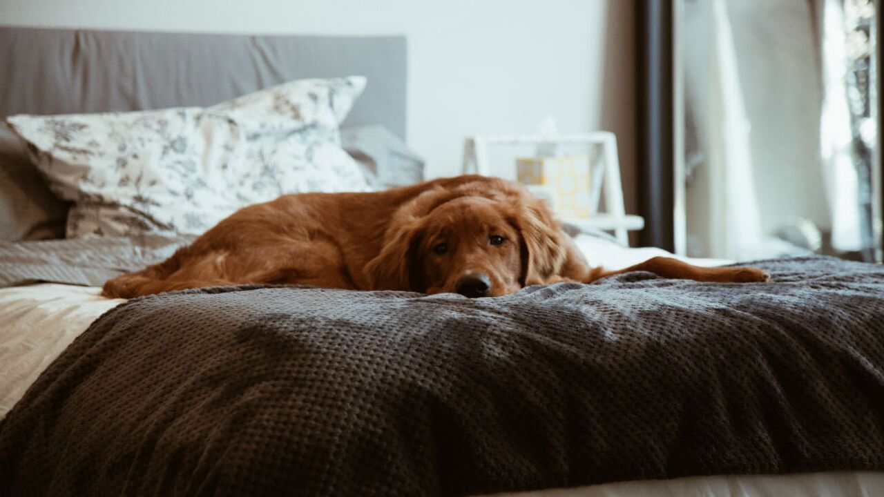 Illustratie voor: Je hond meenemen in de slaapkamer is beter voor je nachtrust