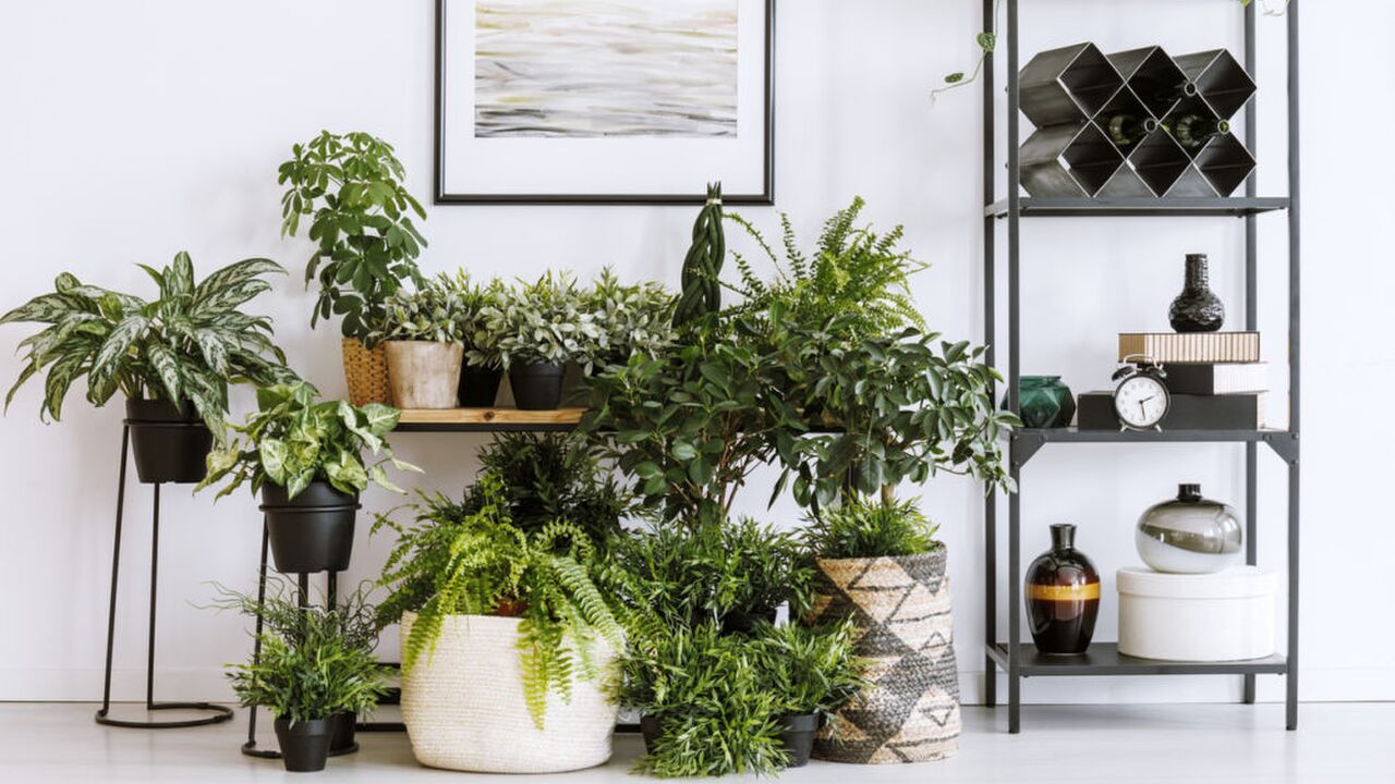 Illustratie voor: Dit zijn de mooiste planten voor in huis en zo verzorg je ze