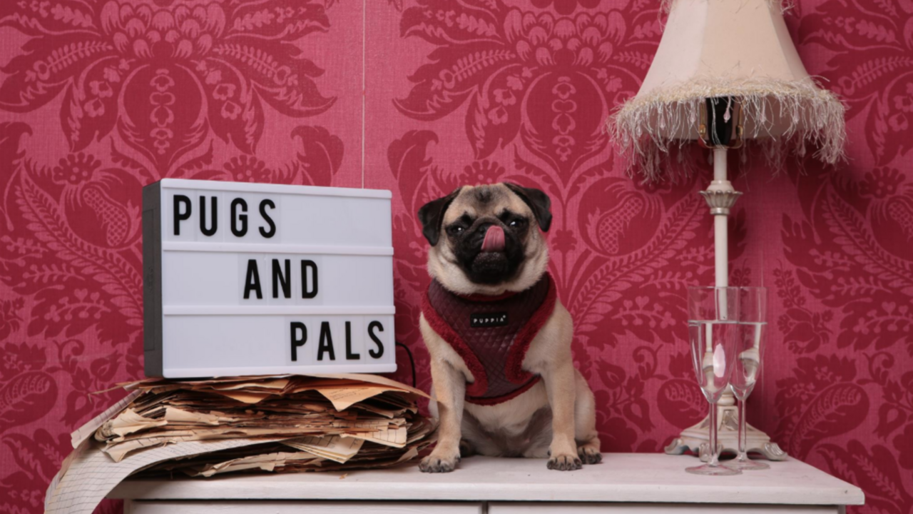 Illustratie voor: Knuffel met mopshonden bij Pugs & Pals café in Londen