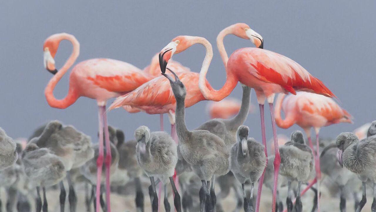 Illustratie voor: Deze foto’s geven de schoonheid van onze planeet weer
