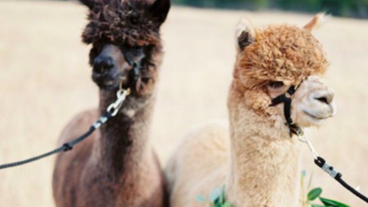 Illustratie voor: Waarom je een alpaca als huisdier wilt
