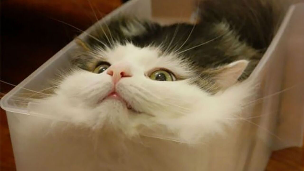 Illustratie voor: Herkenbaar? Het bewijs dat katten érg flexibel zijn