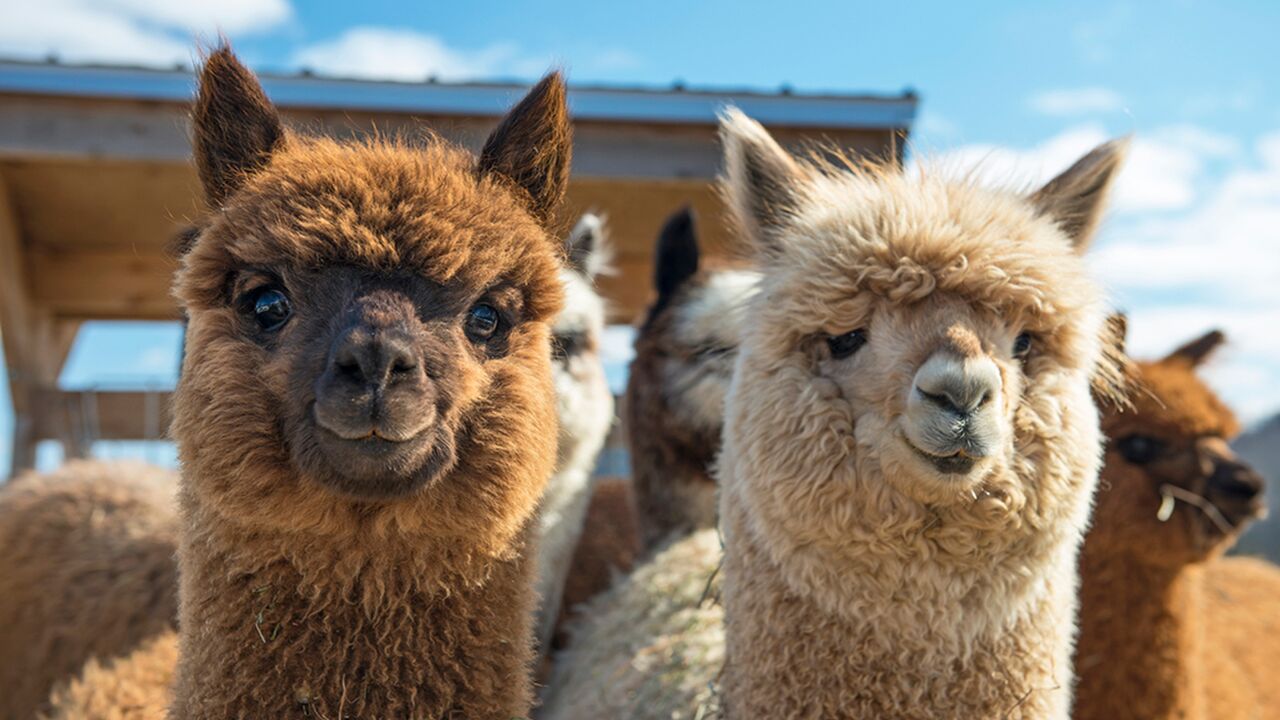 Illustratie voor: Leuk weekend uitje: naar de open dag van deze alpaca boerderij