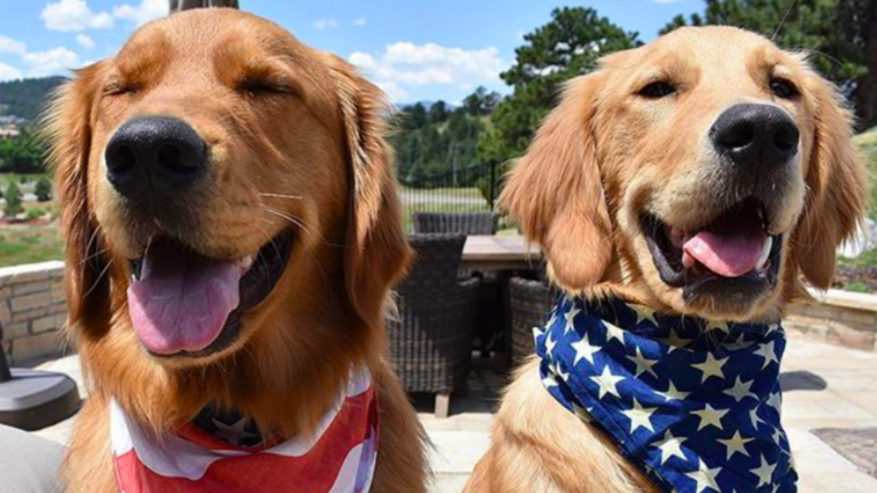 Illustratie voor: Deze Instagram accounts van schattige honden maken jouw vrije maandag nóg mooier