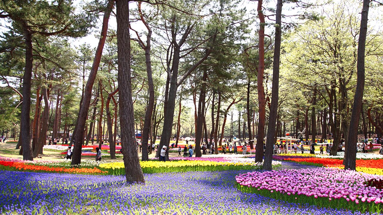 Illustratie voor: Maak kennis met het adembenemende Hitachi Seaside Park