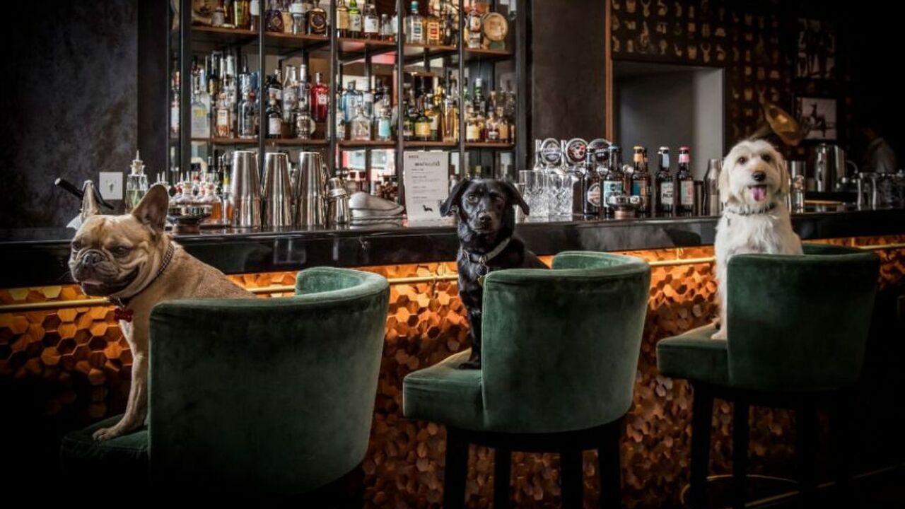 Illustratie voor: Deze cocktailbar voor honden is nét geopend