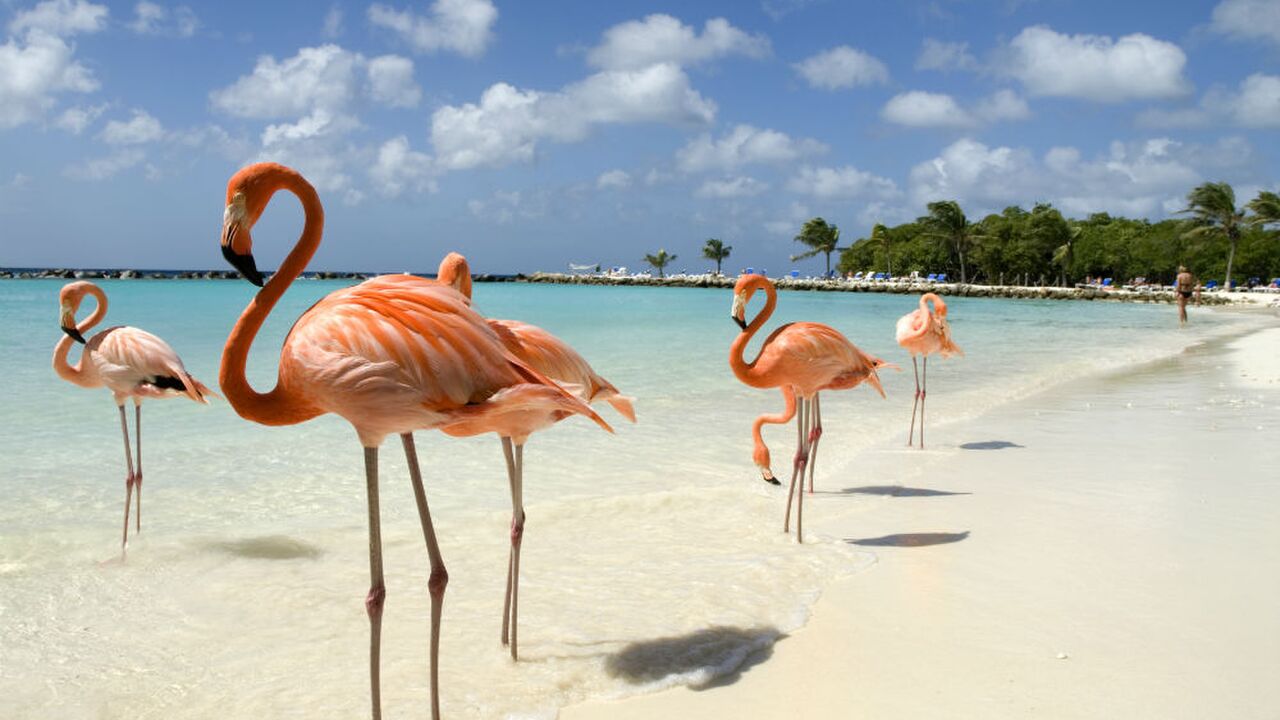 Illustratie voor: Vakantie naar Aruba geboekt? Hier moet je heen