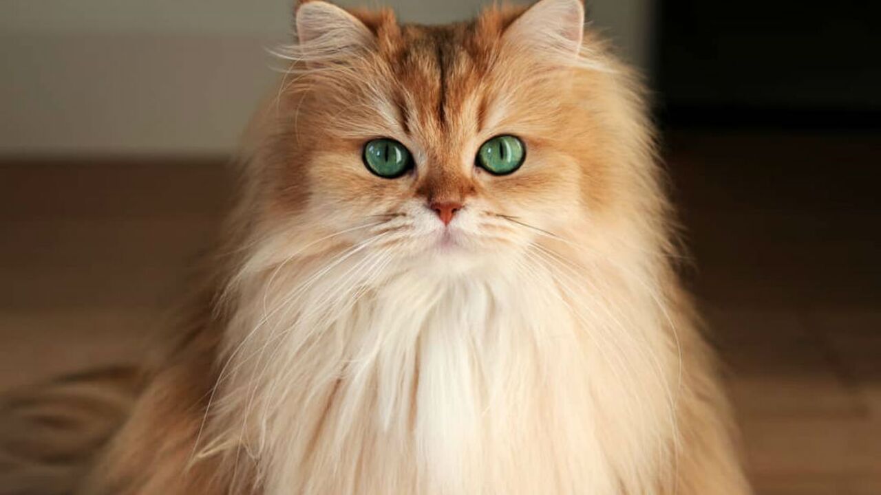 Illustratie voor: De katten Instagram accounts die kattenmensen moeten volgen