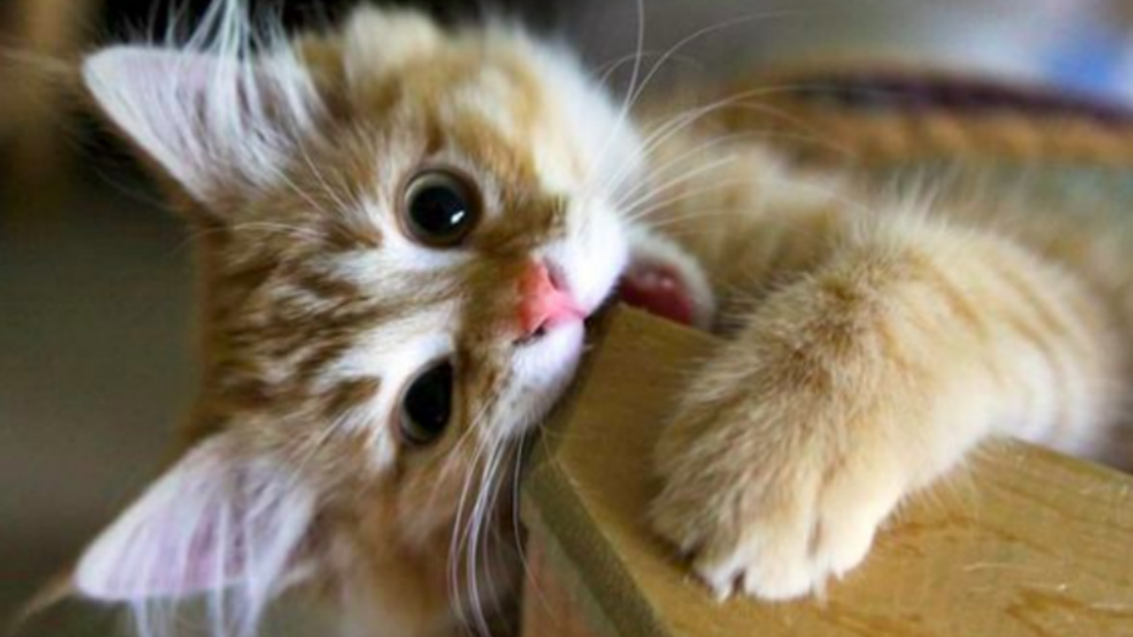 Illustratie voor: Tinder voor katten: hier vind je jouw droomkat