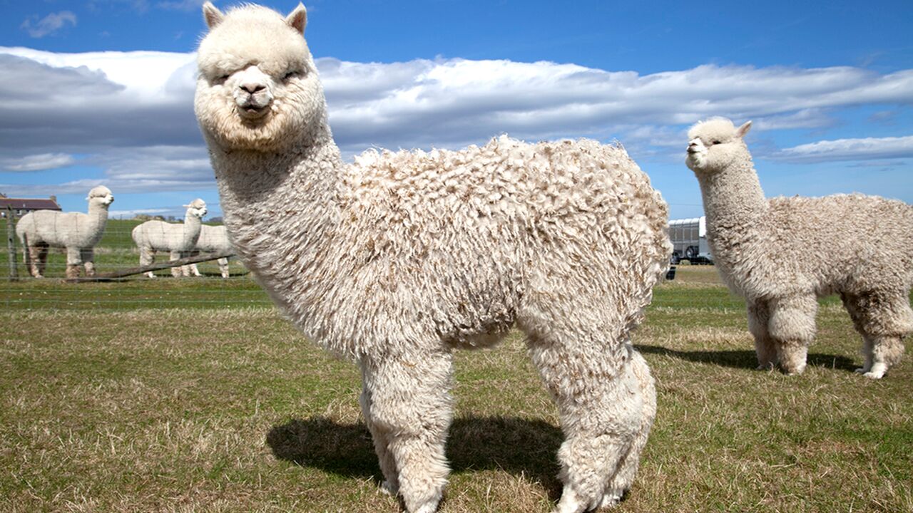 Illustratie voor: Heb jij altijd al willen logeren tussen de alpaca’s? Op deze plek kan het