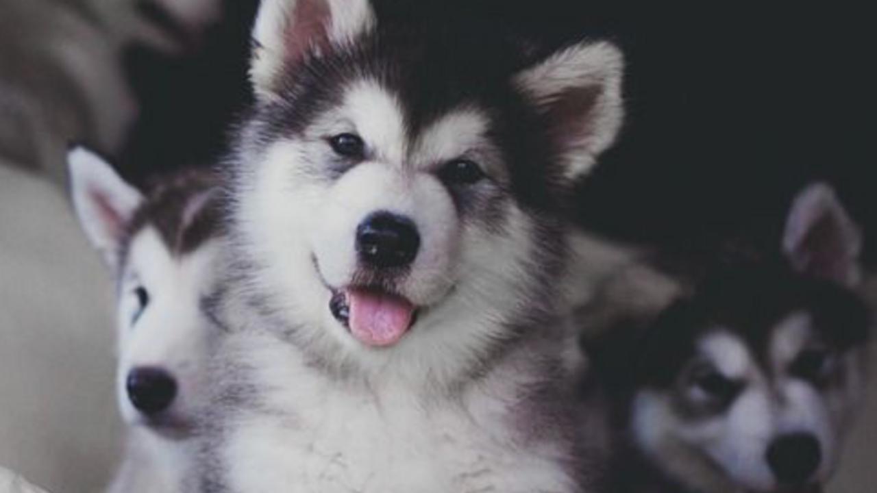 Illustratie voor: Hondenliefhebbers opgelet: er bestaat een husky café