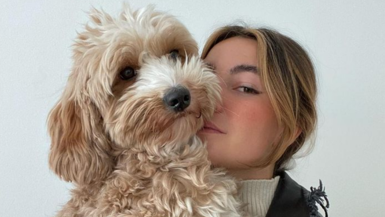 Illustratie voor: Awh: dit schattige hondje houdt zijn hele leven een puppyformaat