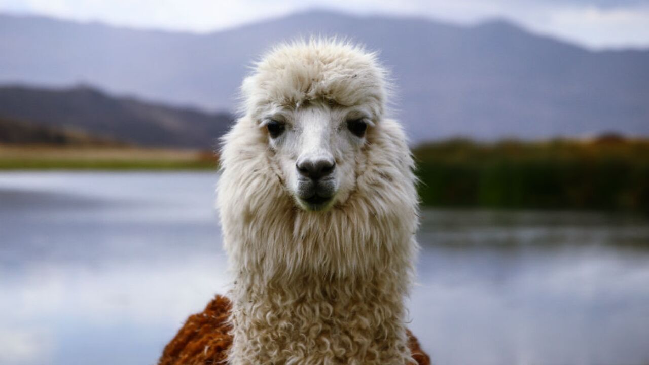 Illustratie voor: Bij deze Airbnb in het Verenigd Koninkrijk slaap je tussen de alpaca’s