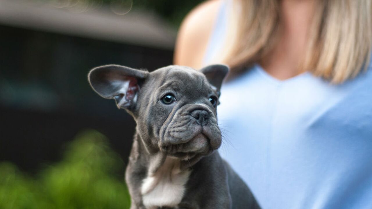 Illustratie voor: Waarom meer en meer vrouwen een hond boven het hebben van een kind verkiezen