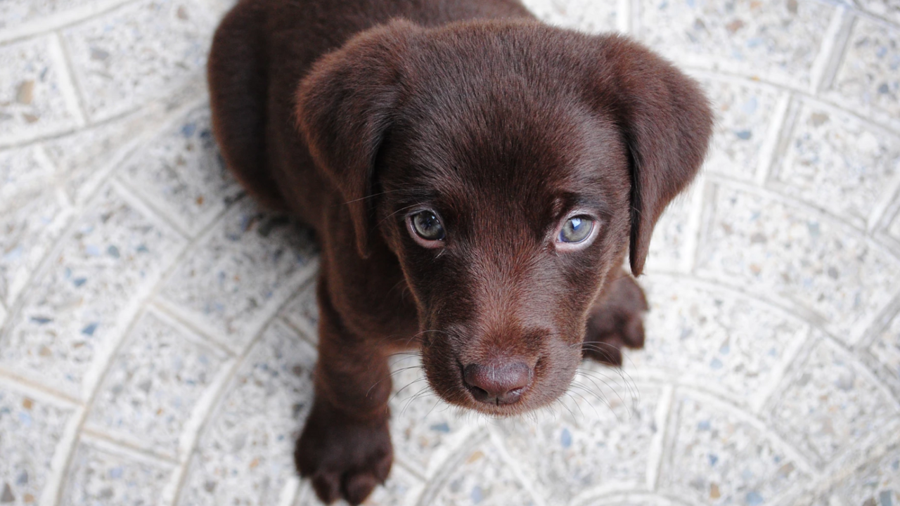 puppy-knuffelen-fem-fem