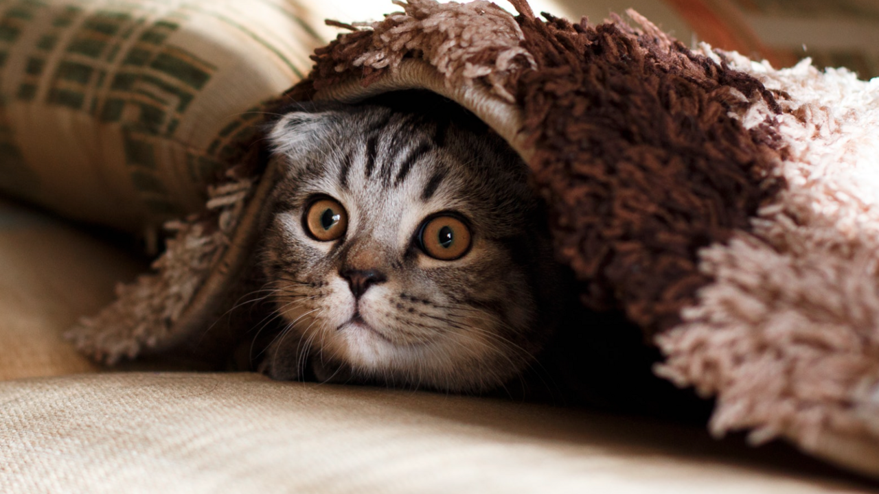 Illustratie voor: Science says: van katten houden is een teken van hoge intelligentie