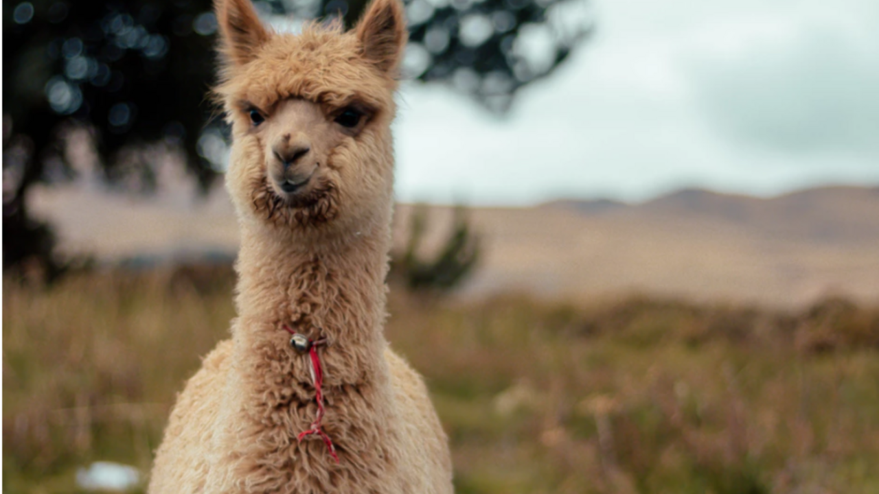 Illustratie voor: Deze alpacakalender wil je hebben!