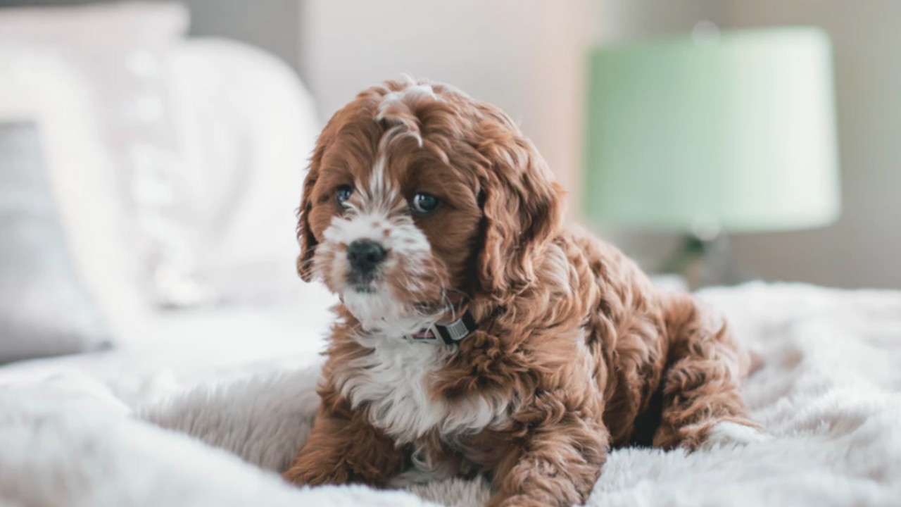 Illustratie voor: Science says: met je hond slapen is goed voor je slaapritme