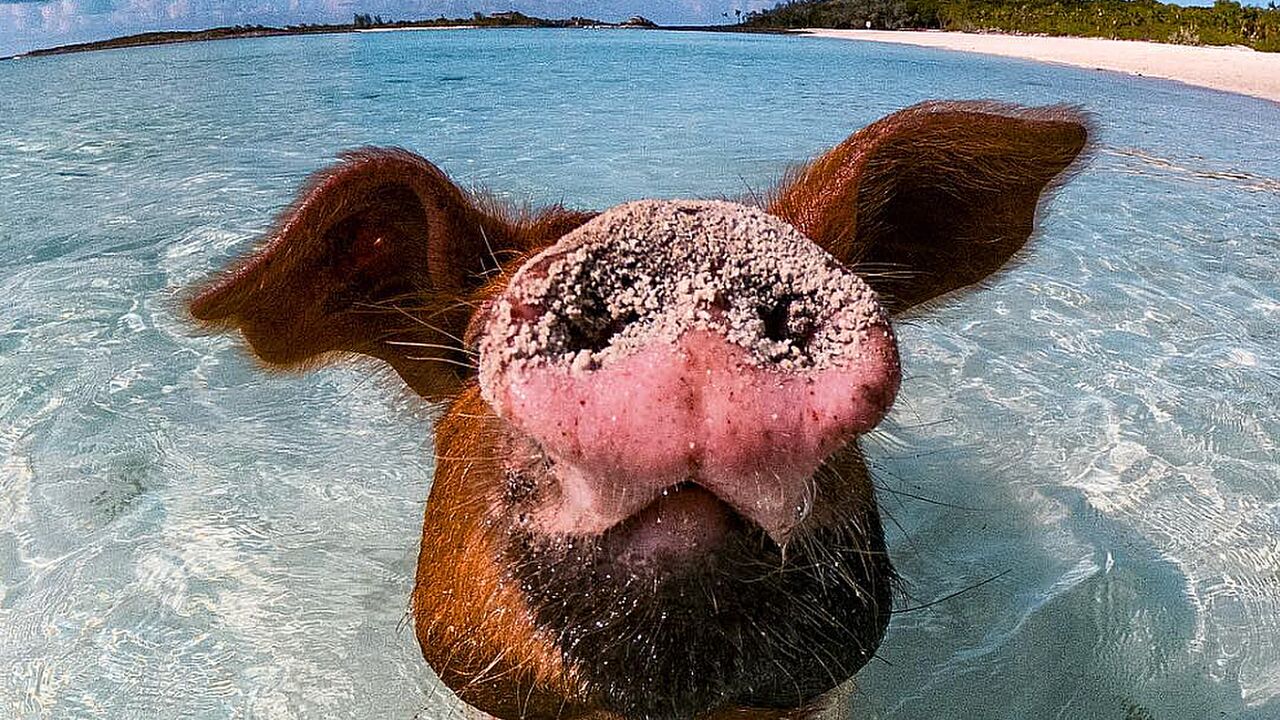 Illustratie voor: Bucketlist material: zwemmen met varkentjes