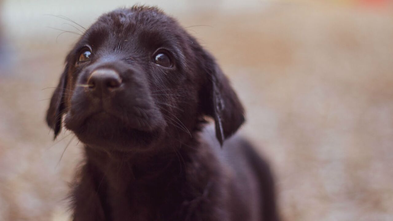 Illustratie voor: Je kunt puppies adopteren die te lief zijn om politiehond te worden