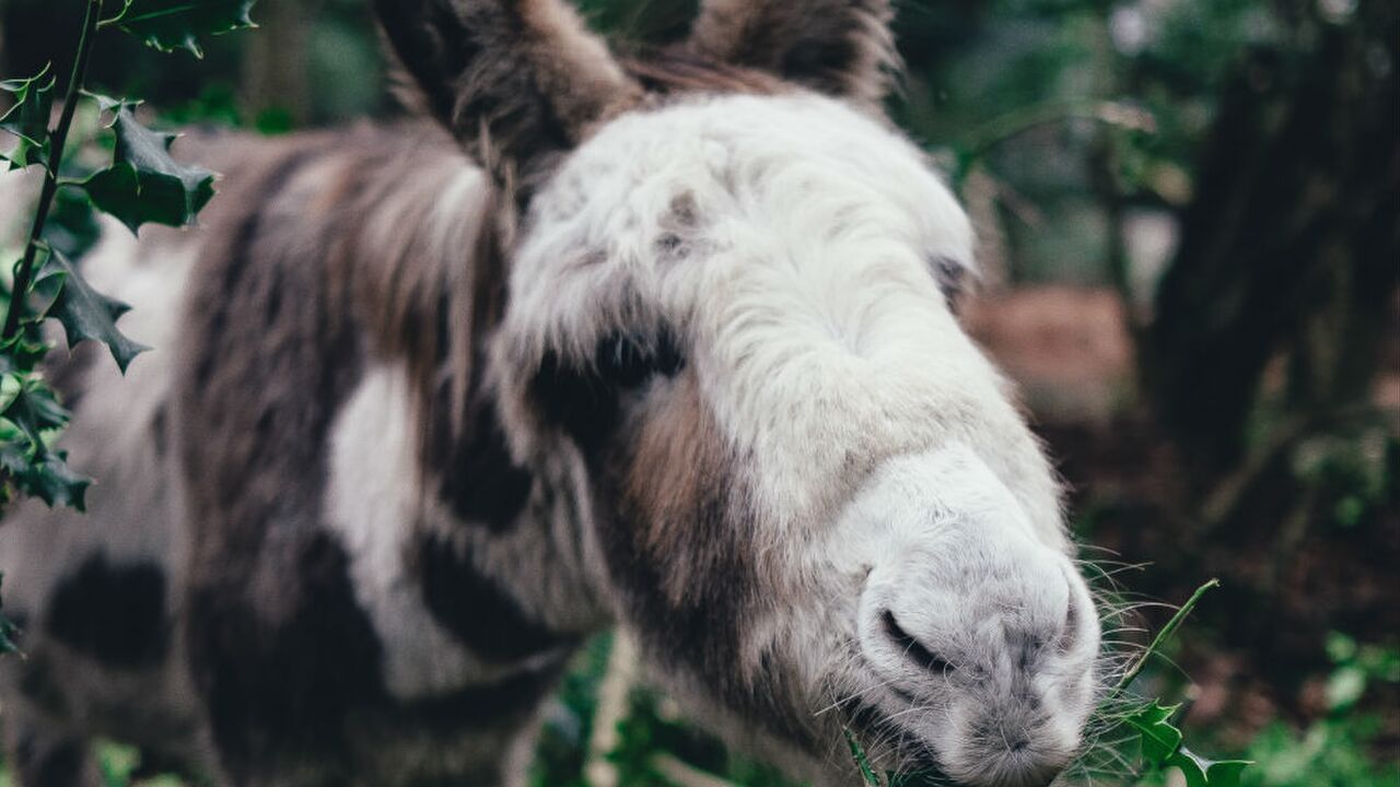 Illustratie voor: We nemen afscheid van de alpaca, vanaf nu zijn mini ezels je favoriete dier