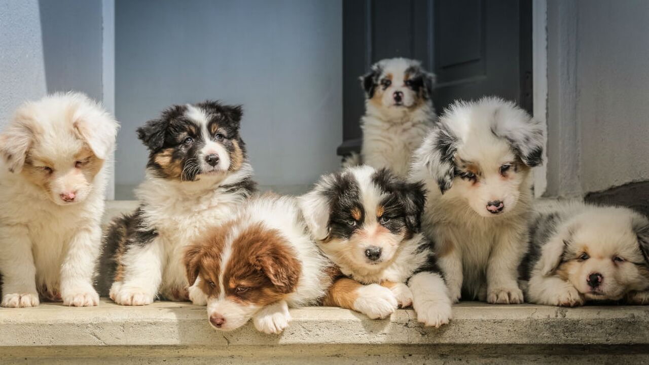 Illustratie voor: Wil je heen: bij dit hotel op Bali kan je urenlang knuffelen met puppy’s