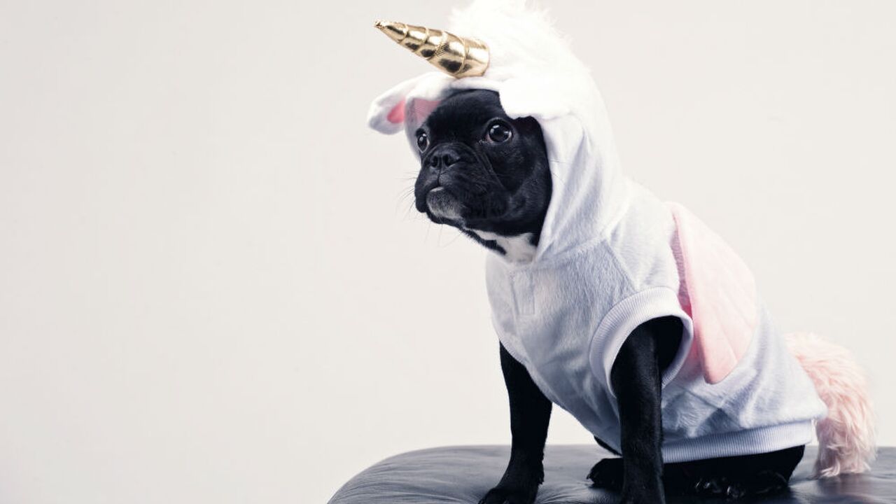 Illustratie voor: Primark lanceert hilarische pakjes voor je hond als je dol bent op een verkleedpartij