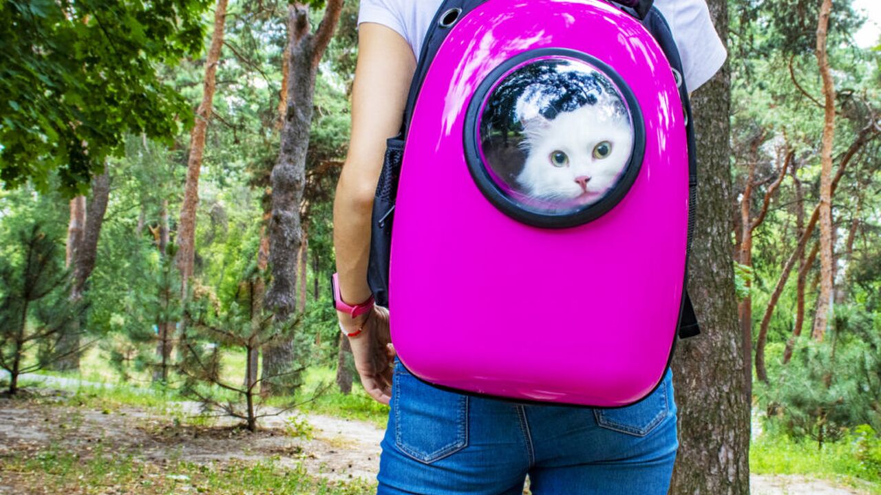 Illustratie voor: 10 x de beste cat backpacks