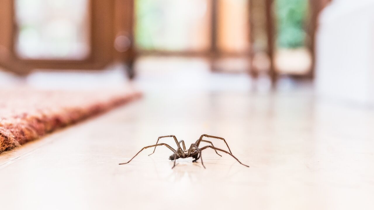 Illustratie voor: Oh no! De spinnen zijn dit jaar groter dan ooit