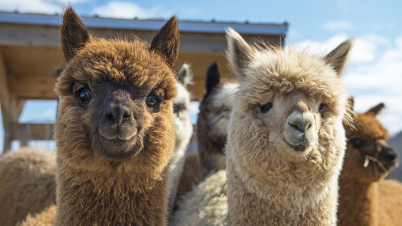 Illustratie voor: Slapen in een boomhut tussen de alpaca’s? Het kan!