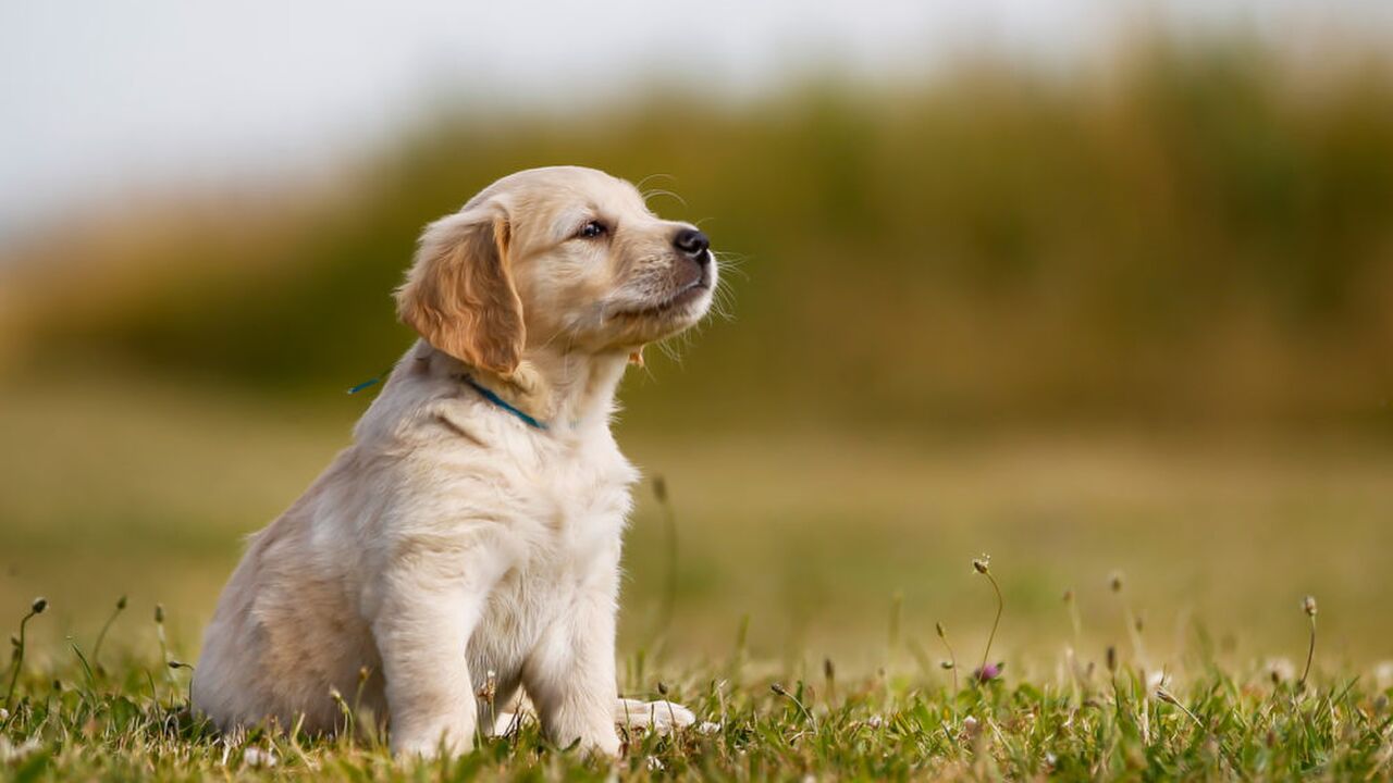 Illustratie voor: Aha! Dit is waarom je brein op volle toeren draait bij het zien van een schattige hond