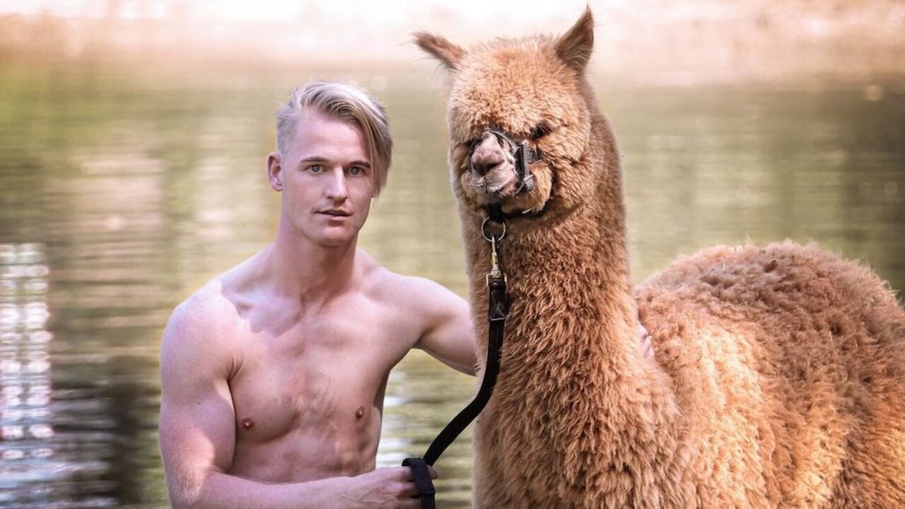 Illustratie voor: Hilarisch: deze kalender met knappe mannen poserend met alpaca’s wil je hebben
