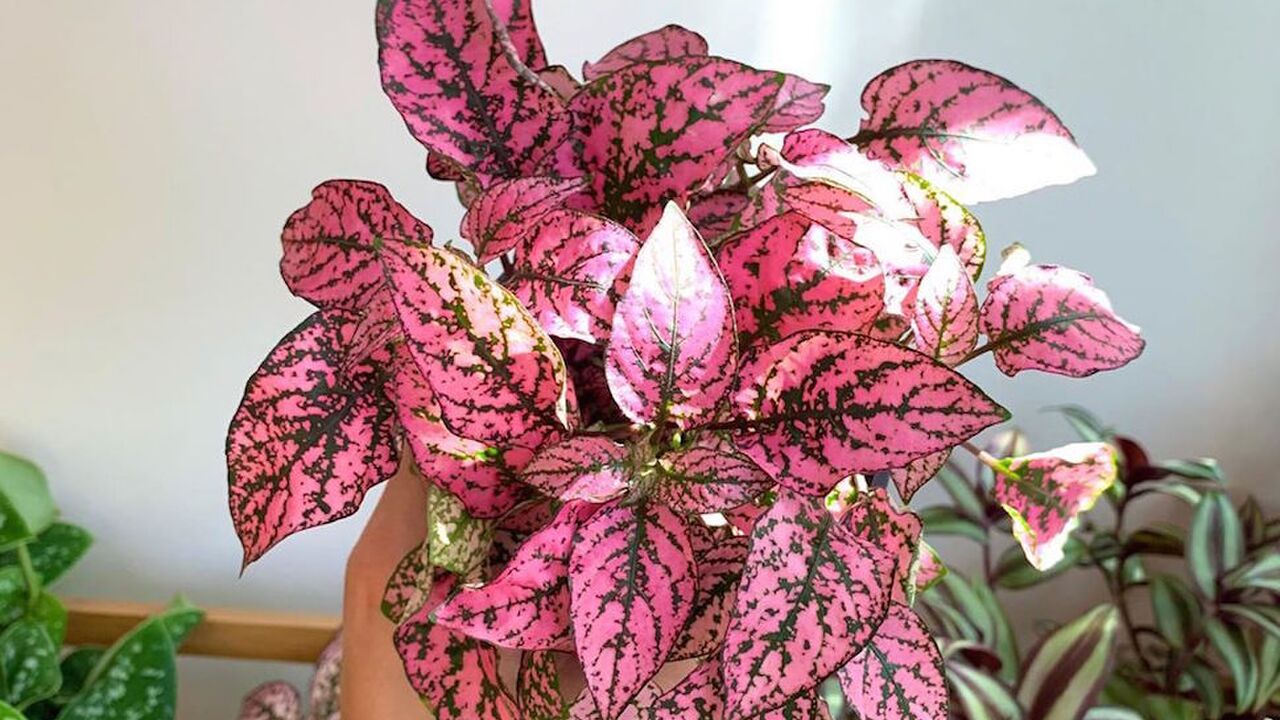 Illustratie voor: Met deze roze planten geef jij je interieur een instant makeover