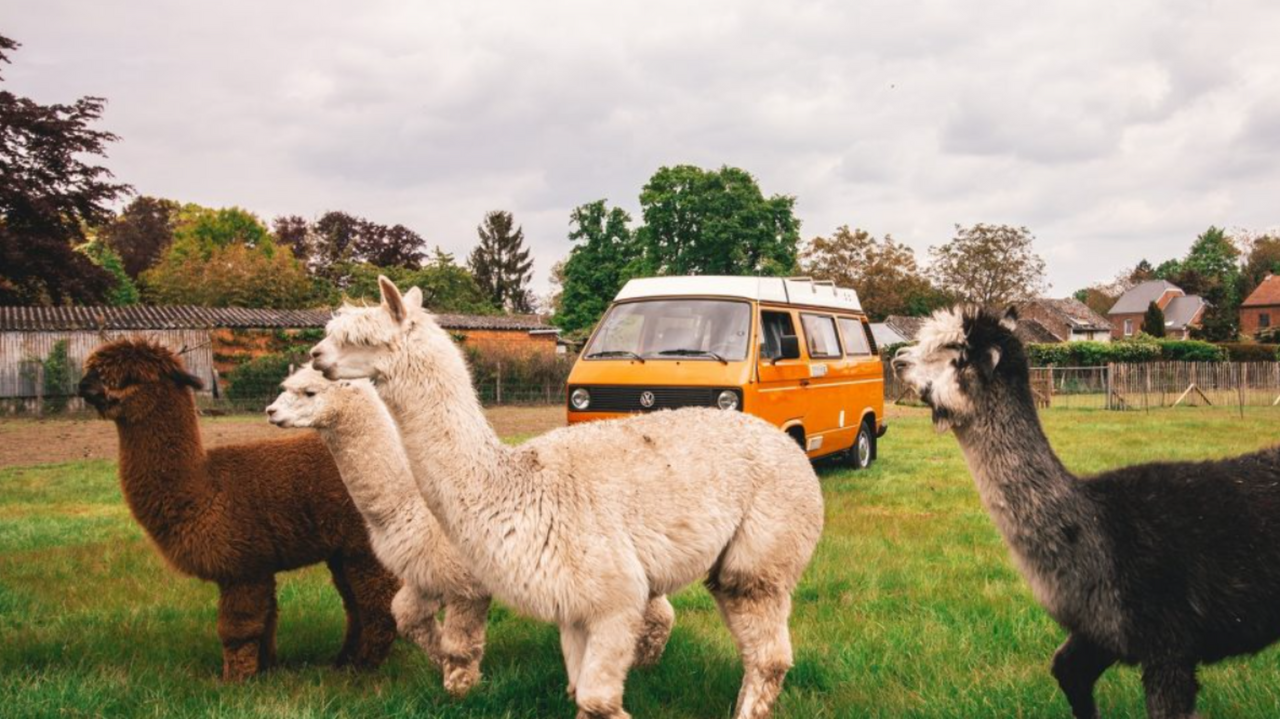 Illustratie voor: Dit wil je: hier kun je slapen tussen de Alpaca’s