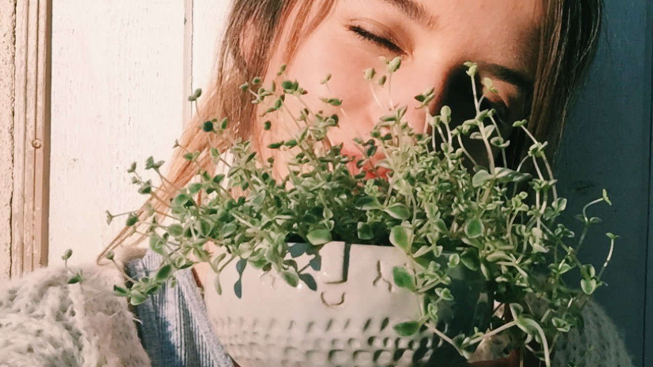 Illustratie voor: Deze 6 trucjes brengen jouw bijna dode plant weer tot leven!