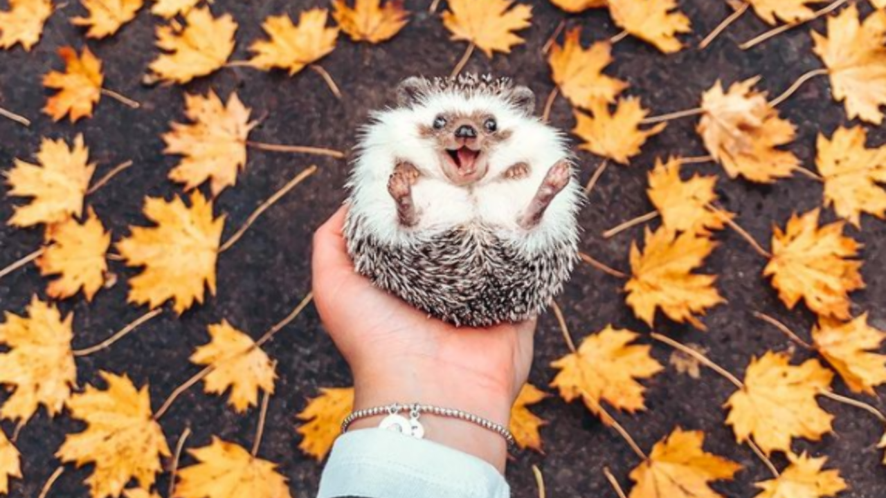 Illustratie voor: Cute: dit schattige egeltje wil jij volgen op Instagram