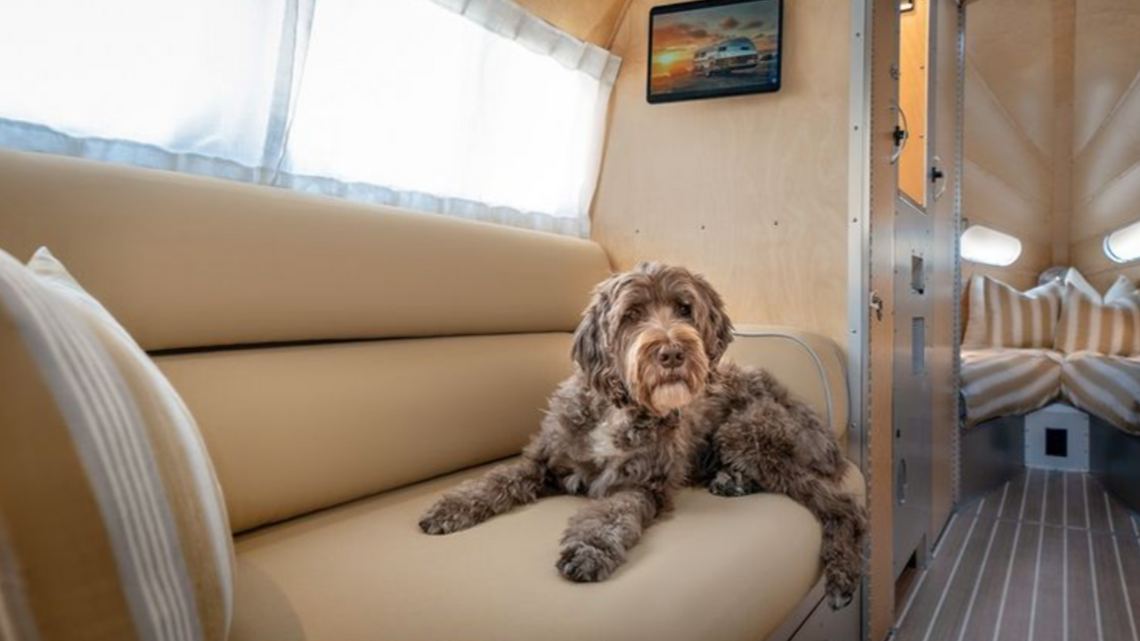 Illustratie voor: Deze limited-edition trailer is speciaal gemaakt voor jouw hond!