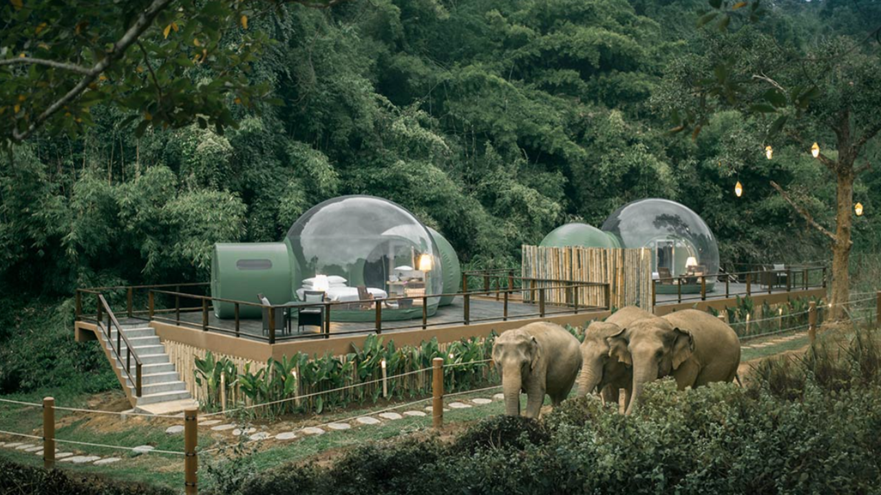 Illustratie voor: Slapen tussen olifanten in een luxe jungle bubbel is dé droom