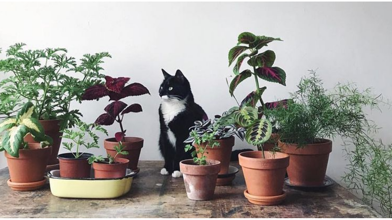 Illustratie voor: Kattenbaasjes opgelet: deze 5 giftige planten moet je niet in huis halen!