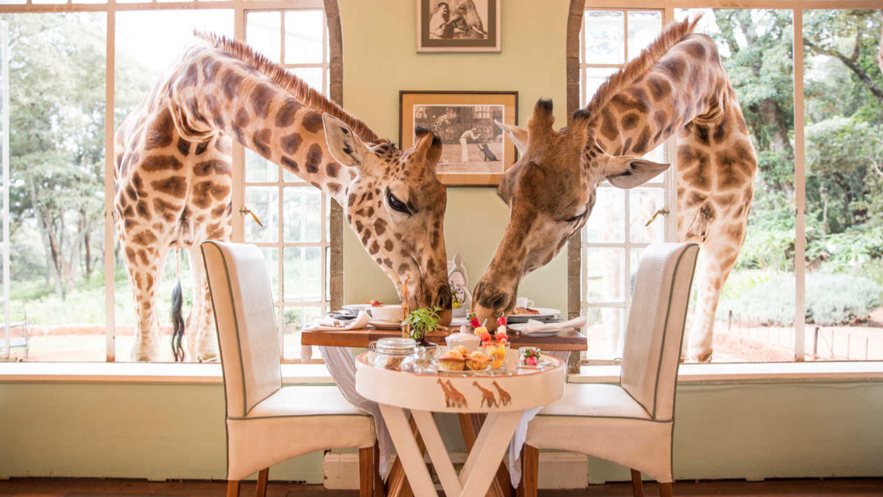 Illustratie voor: In dit prachtige hotel kun jij letterlijk ontbijten tussen de giraffen