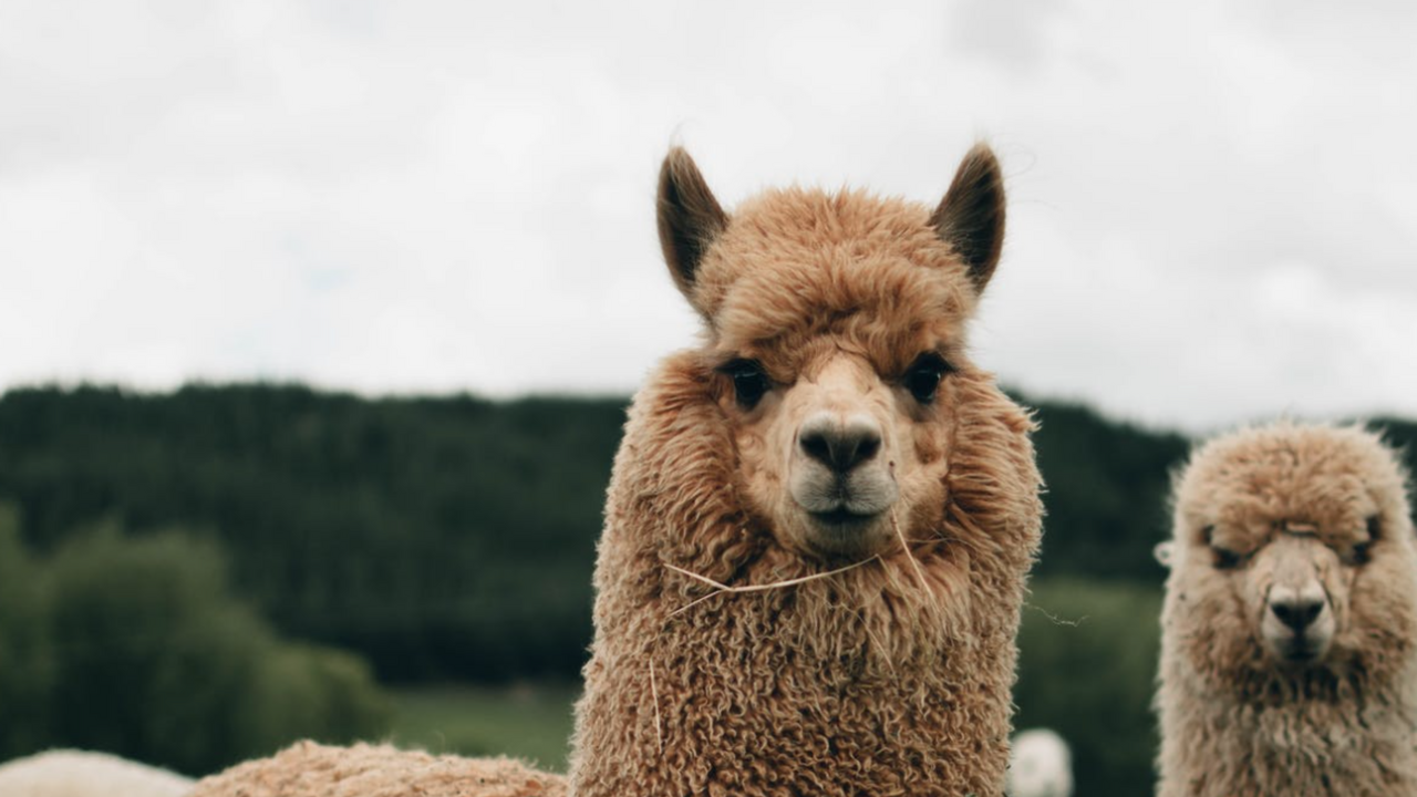 Illustratie voor: Fan van alpaca’s? Bol.com verkoopt berijdbare Alpaca voor bij jou in huis