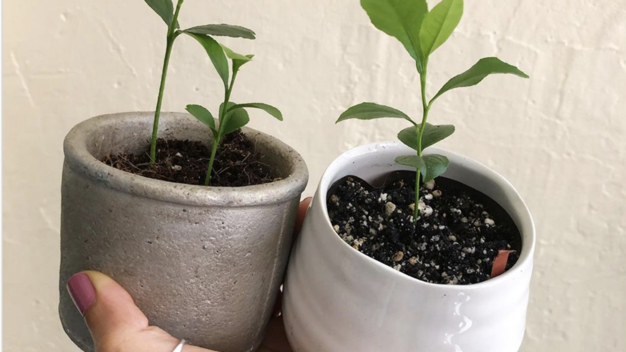 Illustratie voor: Zo kweek je zelf de leukste planten uit pitten van groente en fruit