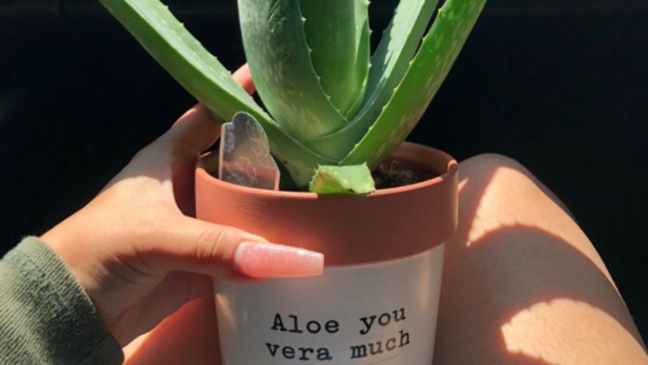 Illustratie voor: 3 redenen waarom je nú een Aloë Vera plant in huis moet halen