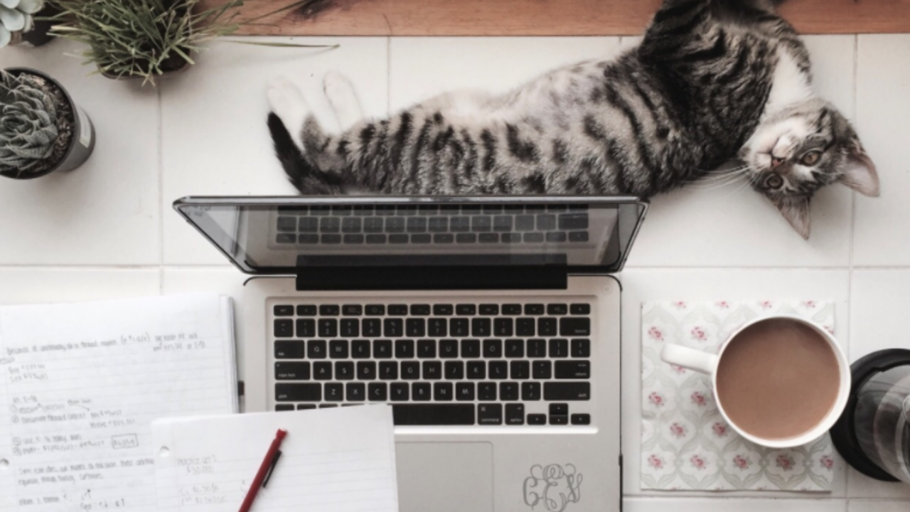 Illustratie voor: Herkenbaar: dit is waarom je kat altijd op je spullen gaat liggen