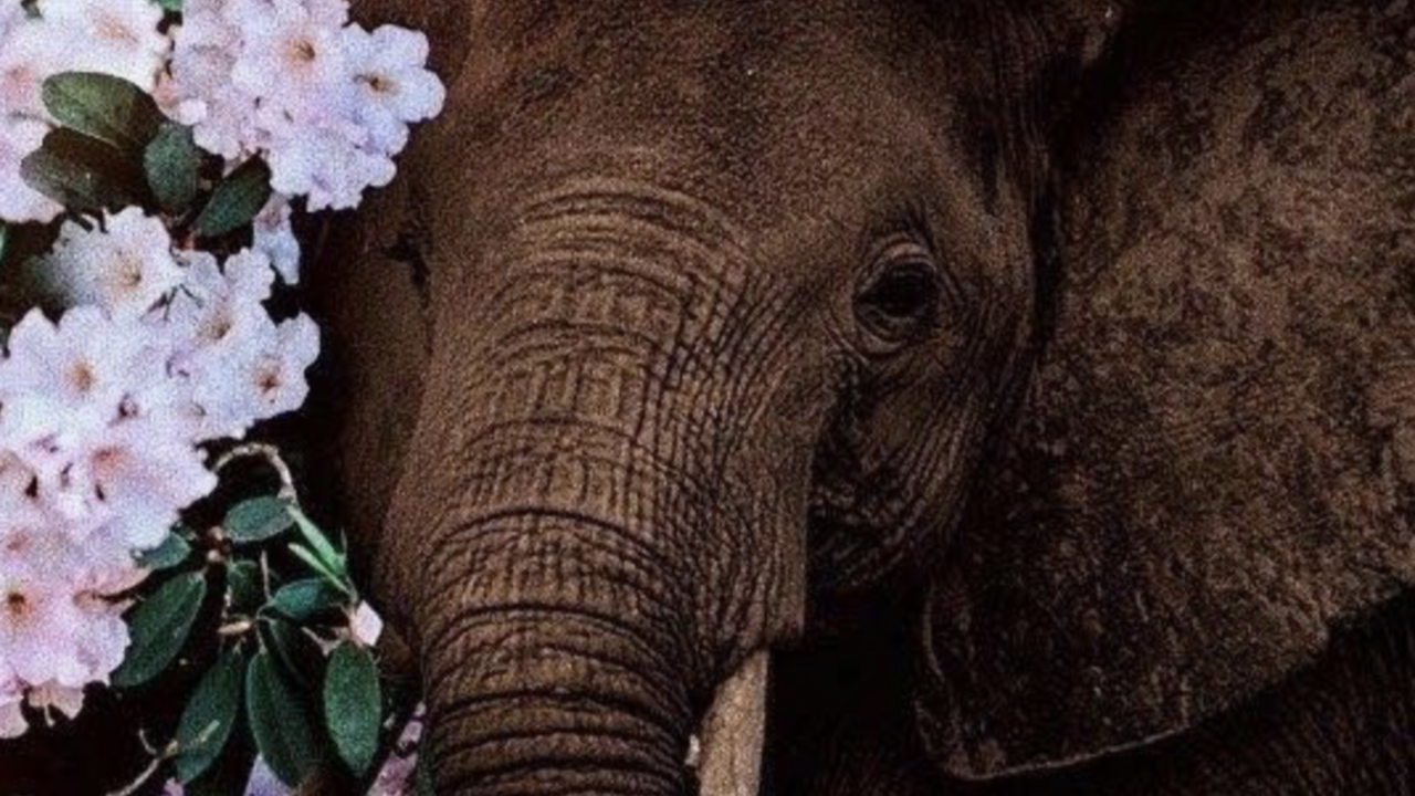 Illustratie voor: Spirit animals: wat zijn het en wat betekenen ze?